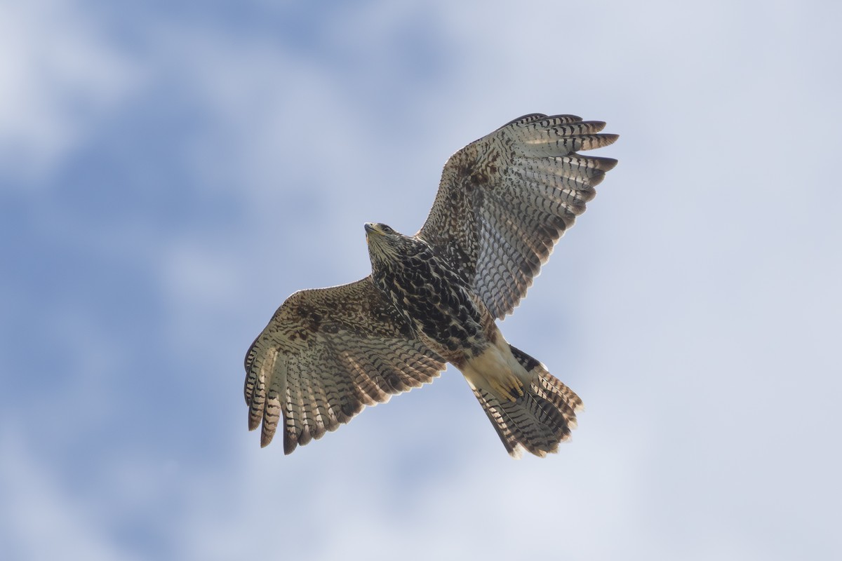 Poiana di Harris - ML646850059