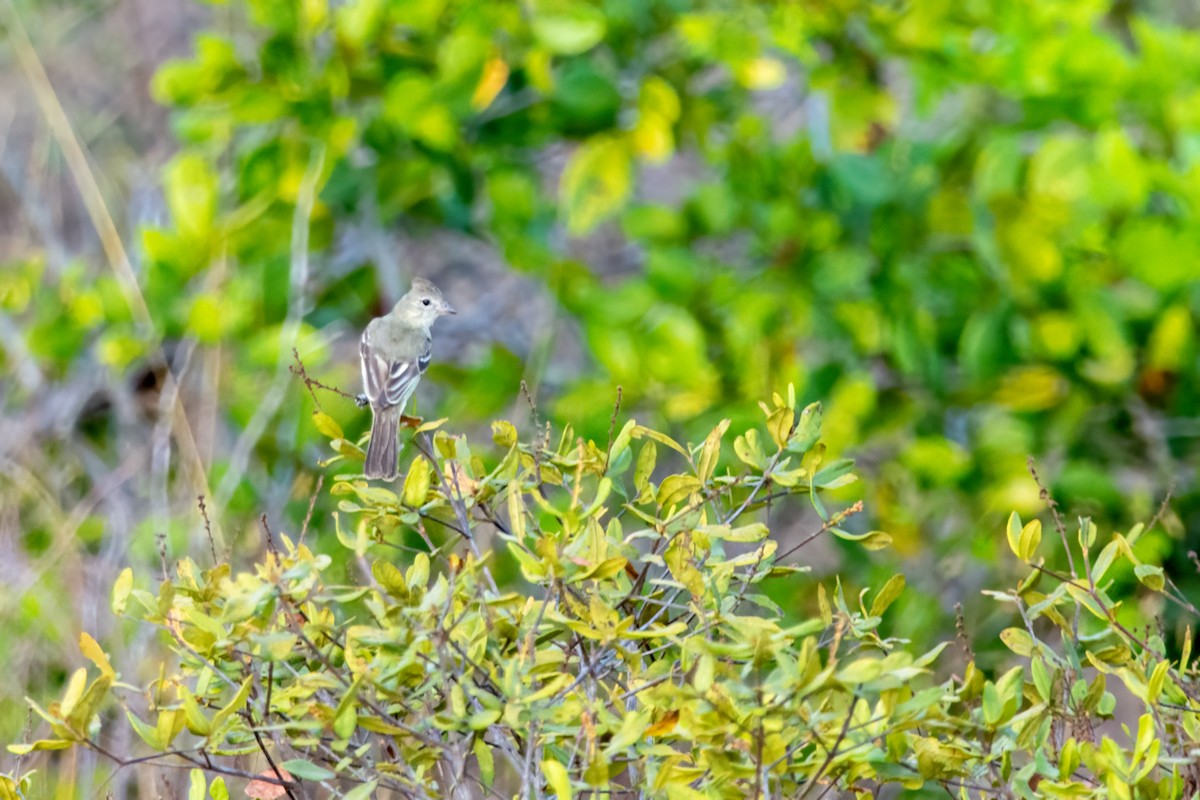 Grauwangen-Olivtyrann - ML646850060