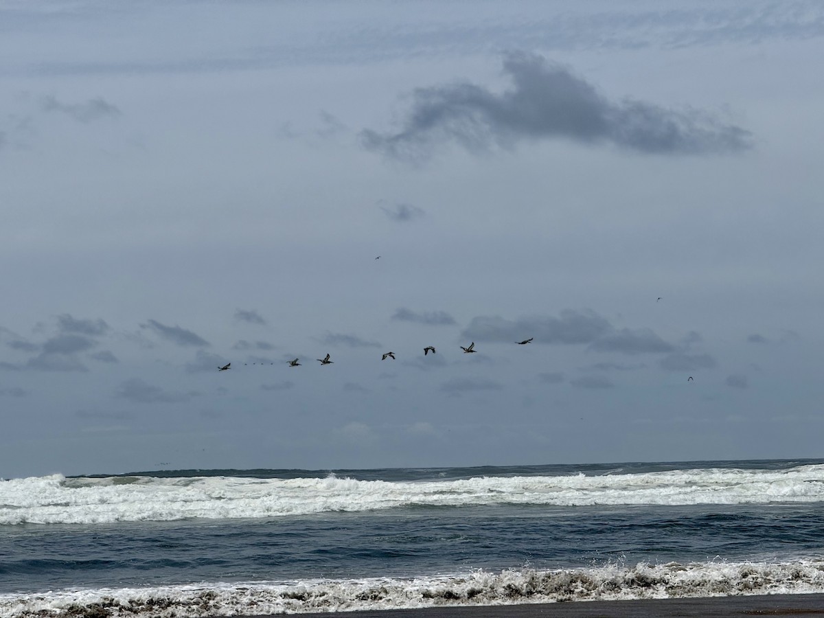 Бурый пеликан - ML646850068