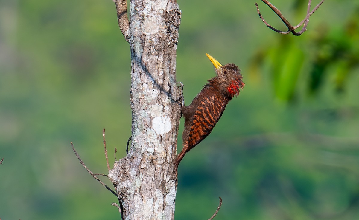 Bay Woodpecker - ML646850077