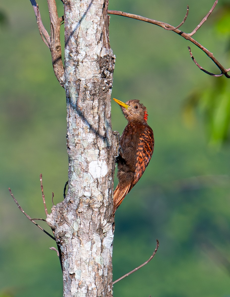 Bay Woodpecker - ML646850078