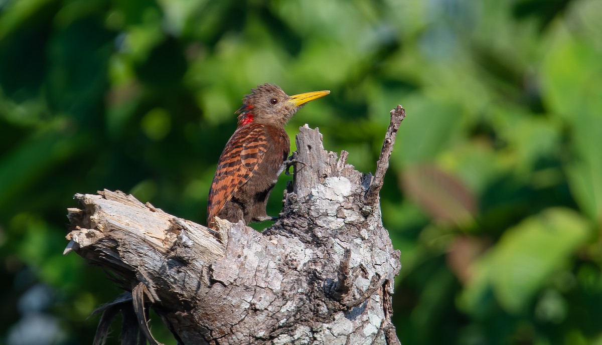 Bay Woodpecker - ML646850079
