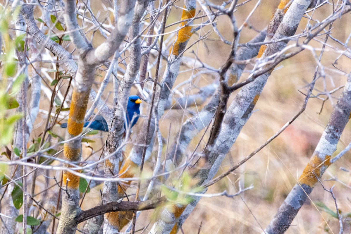 Kobaltammertangare - ML646850080