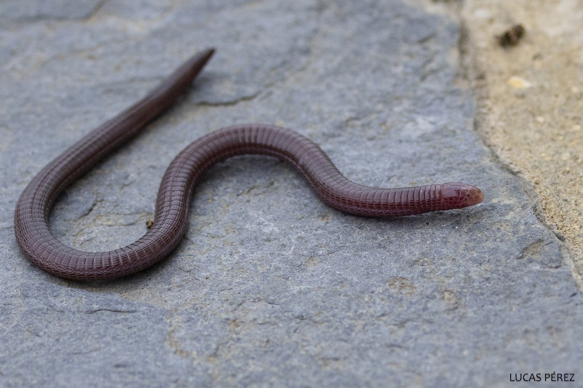 Southwest Iberian Worm Lizard - ML646850083