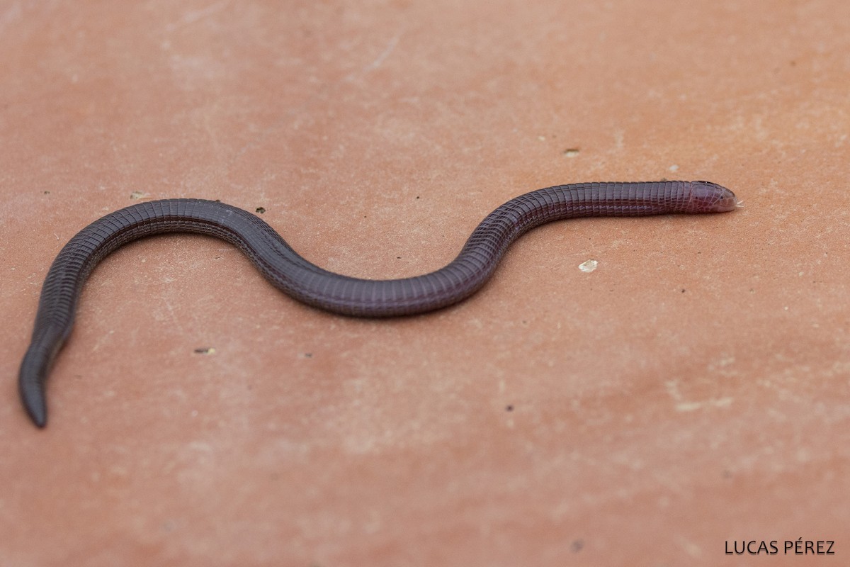 Southwest Iberian Worm Lizard - ML646850084