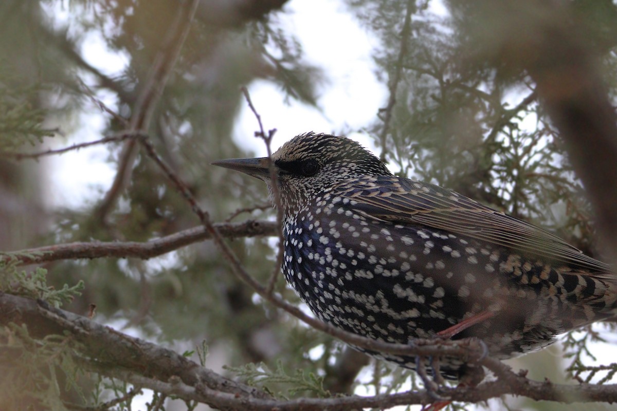 European Starling - ML646850085