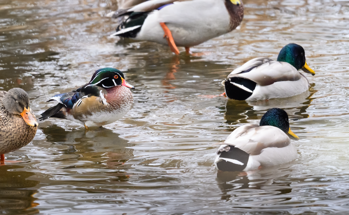 Каролінка - ML646850086