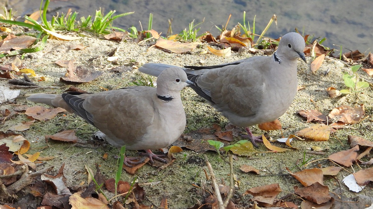 Кольчатая горлица - ML646850089