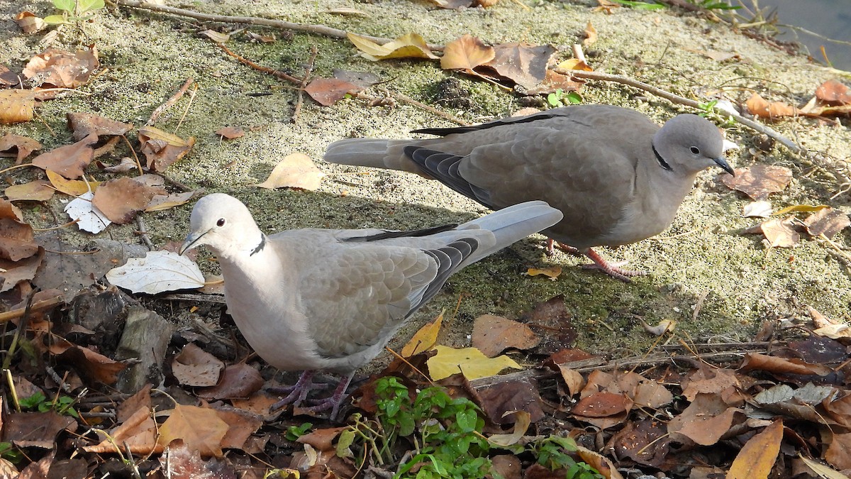 Кольчатая горлица - ML646850090