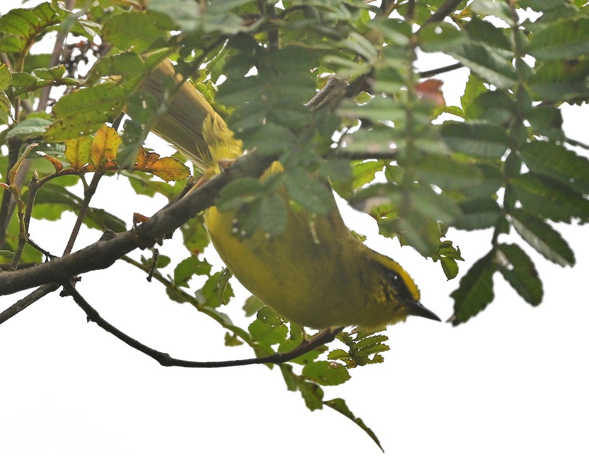 Бледноногий певун - ML646850091