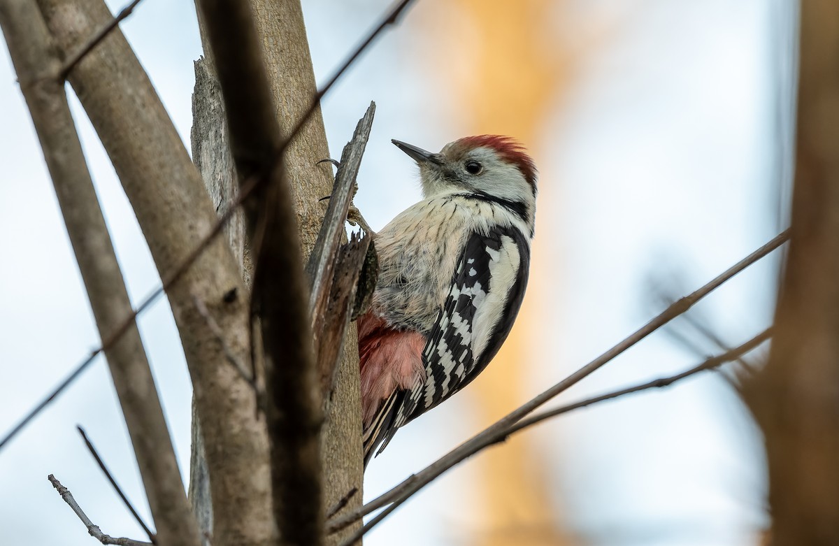 Middle Spotted Woodpecker - ML646850095
