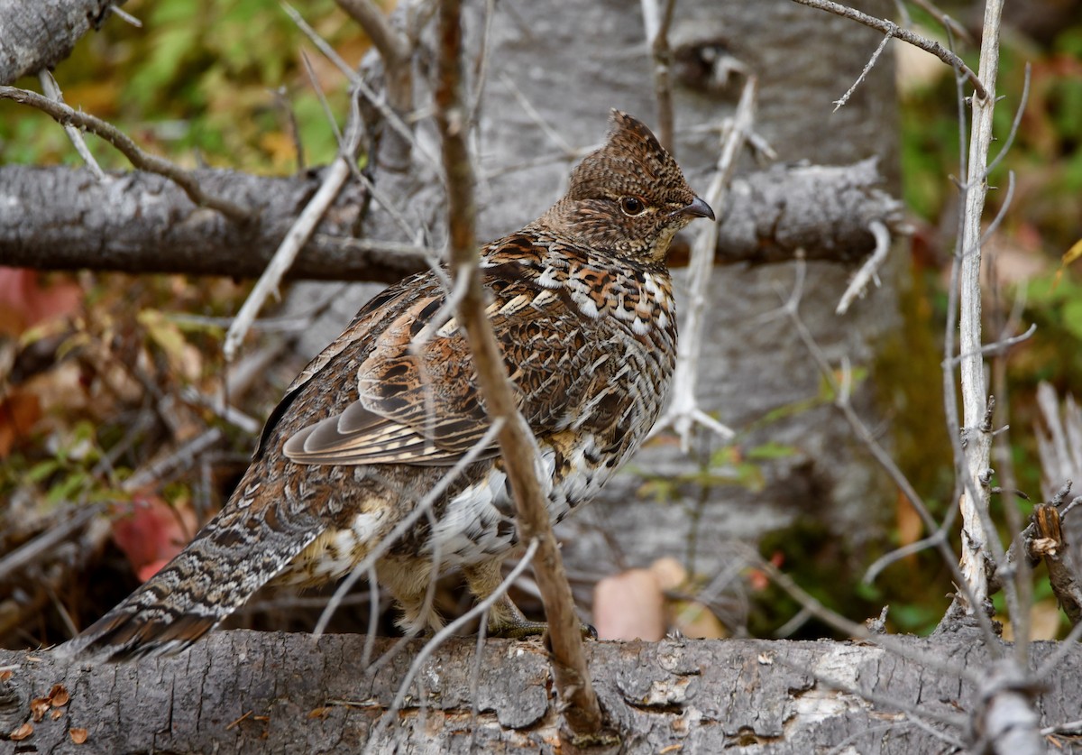 Ruffed Grouse - ML646850096