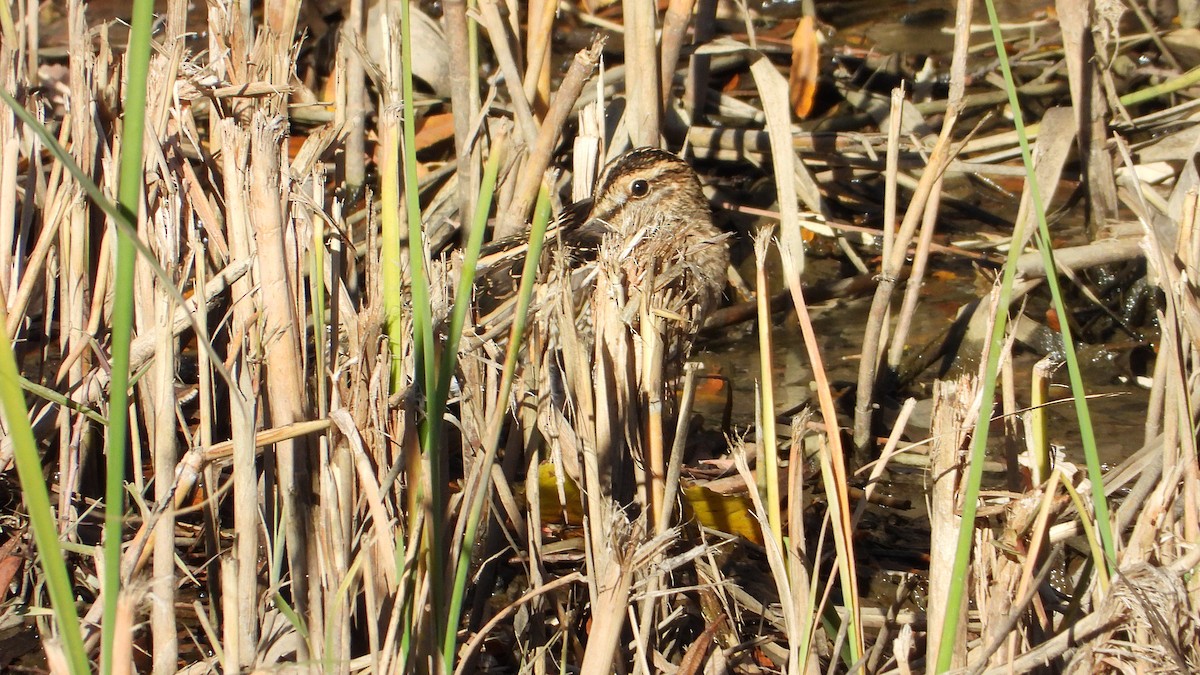 חרטומית ביצות - ML646850097