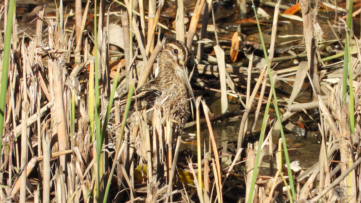 חרטומית ביצות - ML646850105