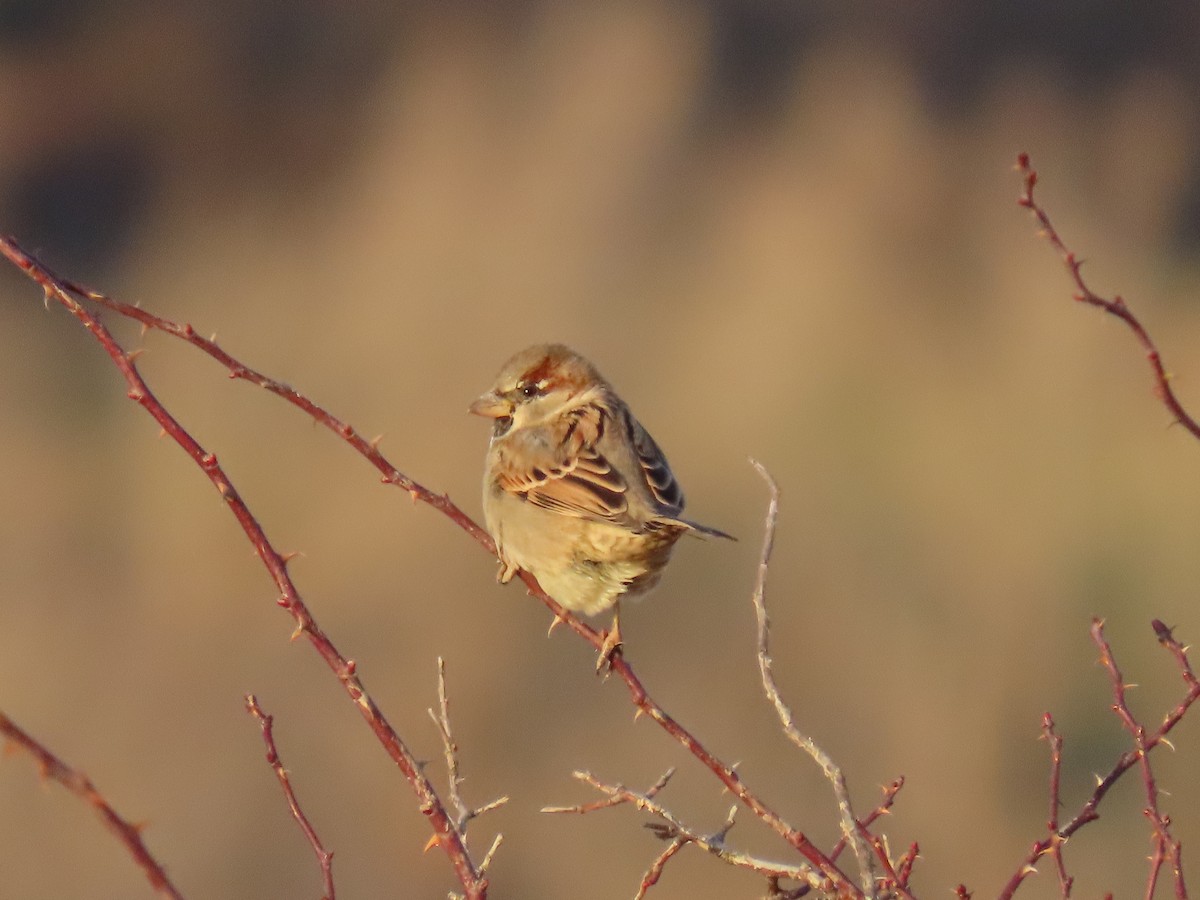 House Sparrow - ML646850106