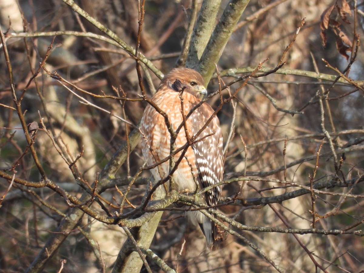 Red-shouldered Hawk - ML646850108