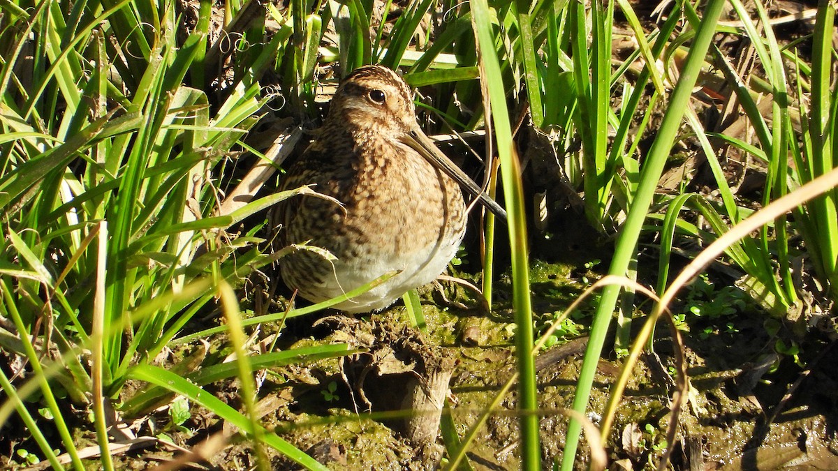 חרטומית ביצות - ML646850115