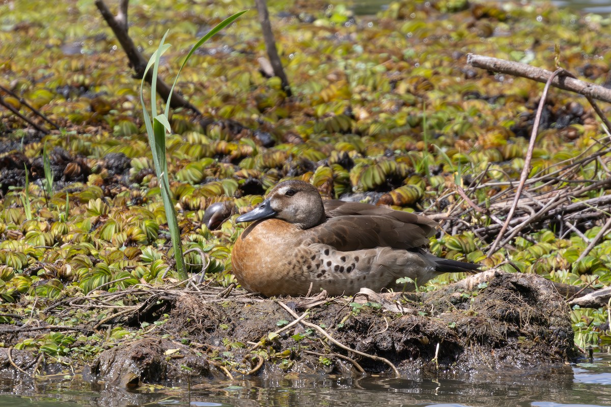 Brazilian Teal - ML646850116