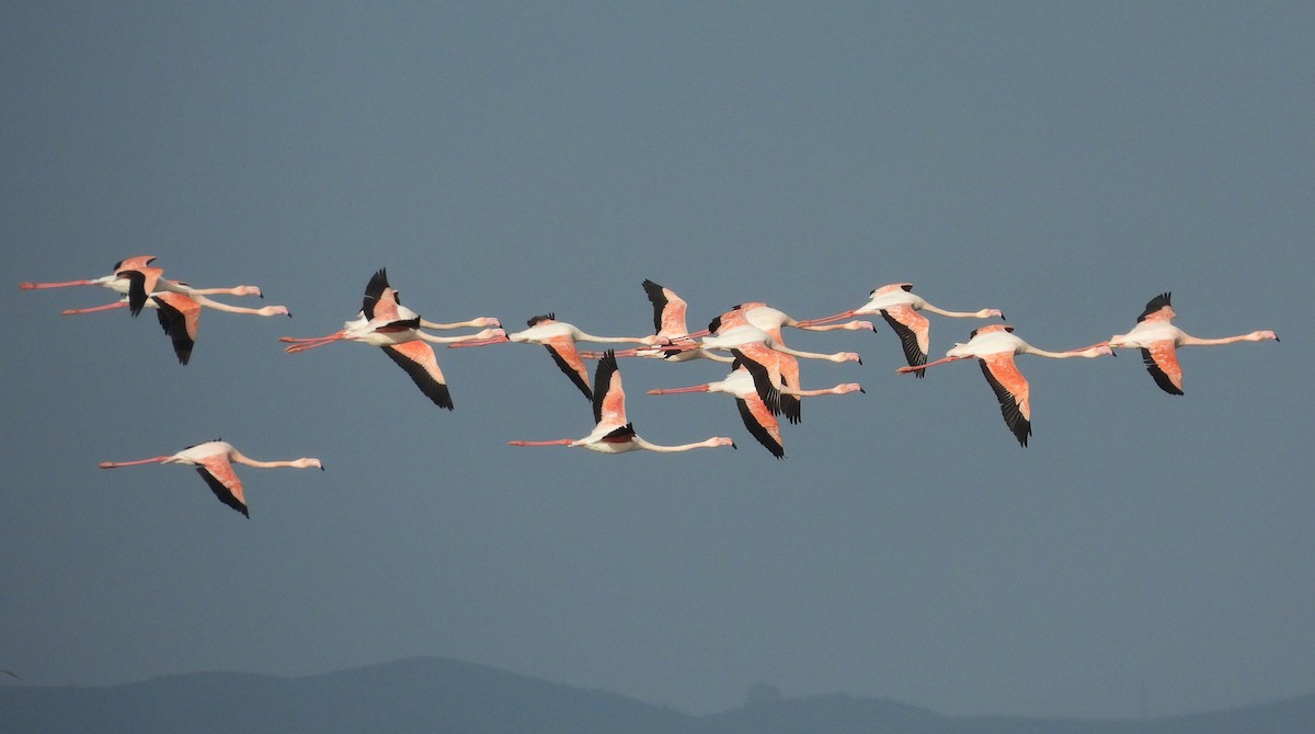 Greater Flamingo - ML646850118