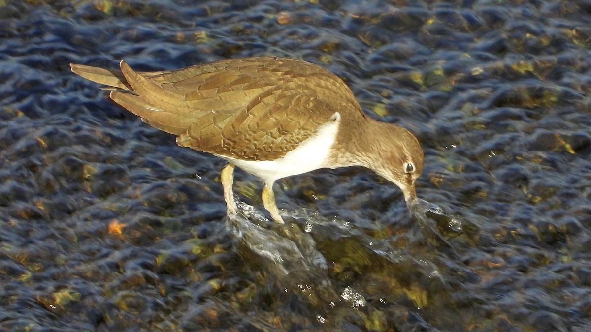 Перевозчик - ML646850120