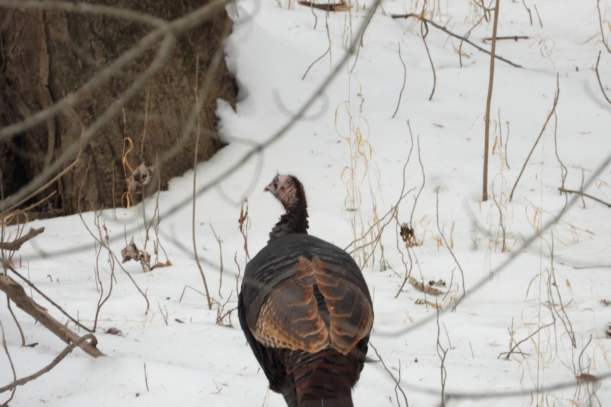 シチメンチョウ - ML646850121