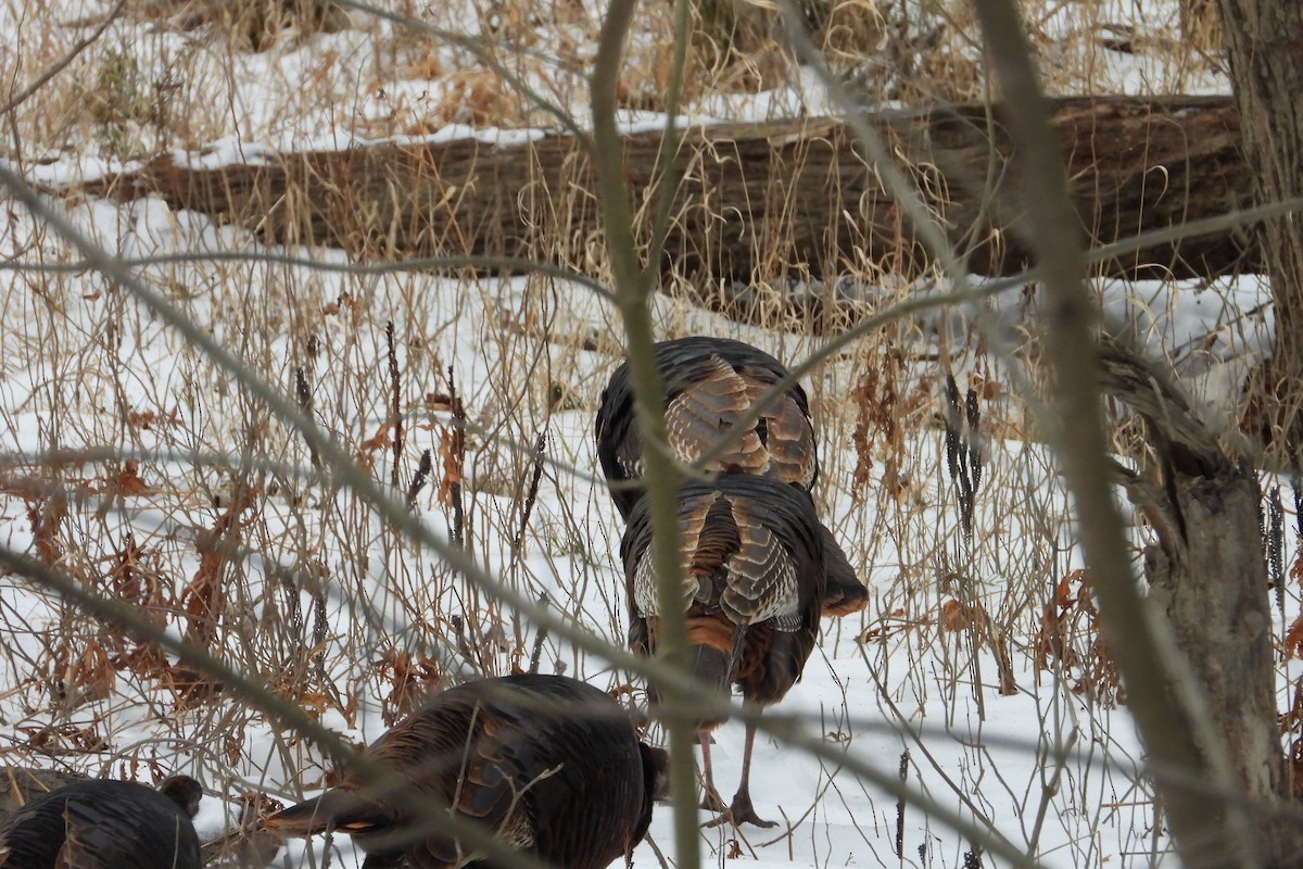 シチメンチョウ - ML646850122