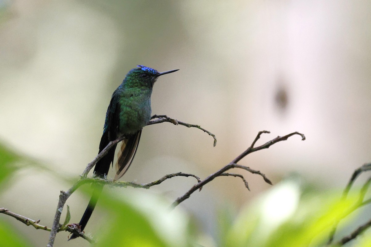 Long-tailed Sylph - ML646850123