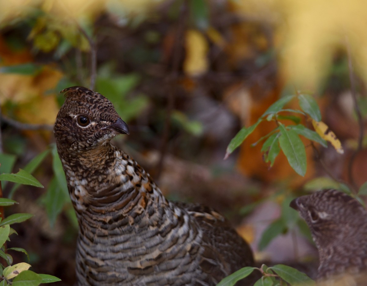 Ruffed Grouse - ML646850124