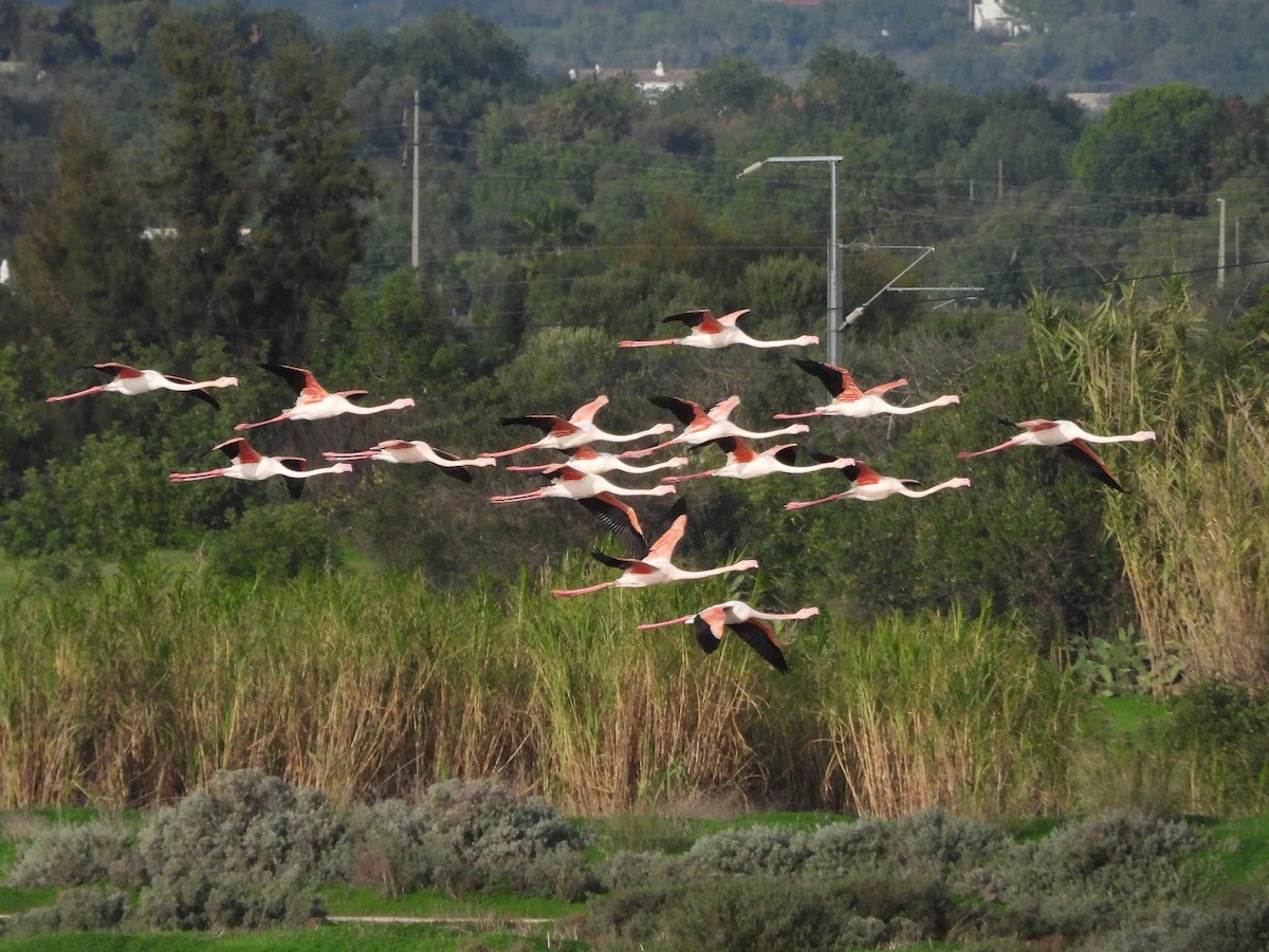 Greater Flamingo - ML646850125