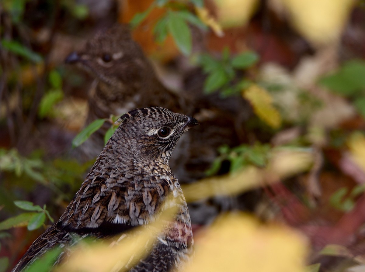 Ruffed Grouse - ML646850127