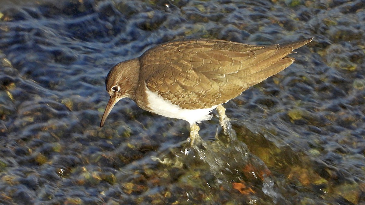 Перевозчик - ML646850130