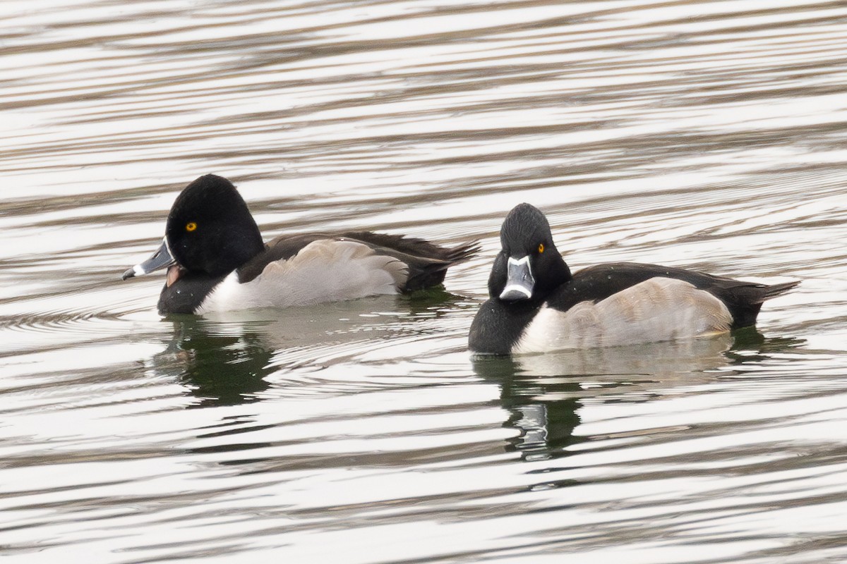 Moretta dal collare - ML646850131