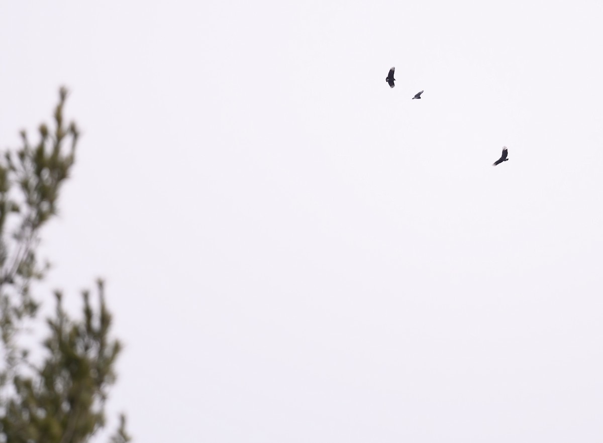 Black Vulture - ML646850132