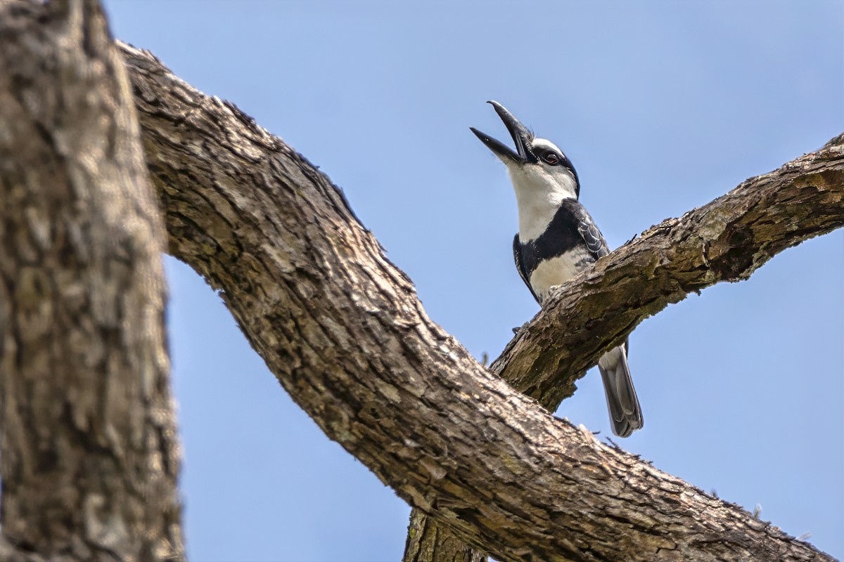 Weißnacken-Faulvogel - ML646850133