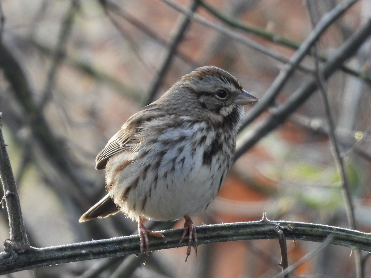Song Sparrow - ML646850135
