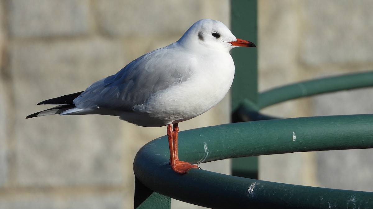 Black-headed Gull - ML646850137