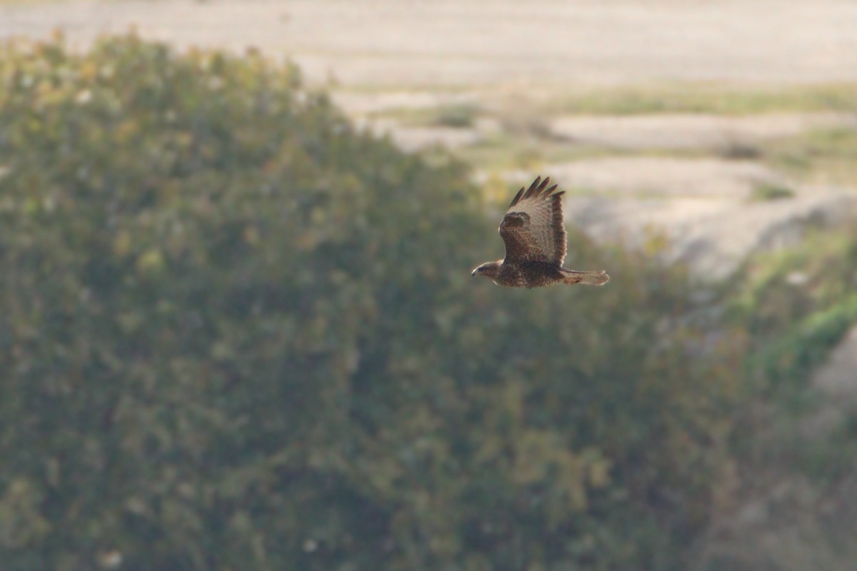 Common Buzzard - ML646850139