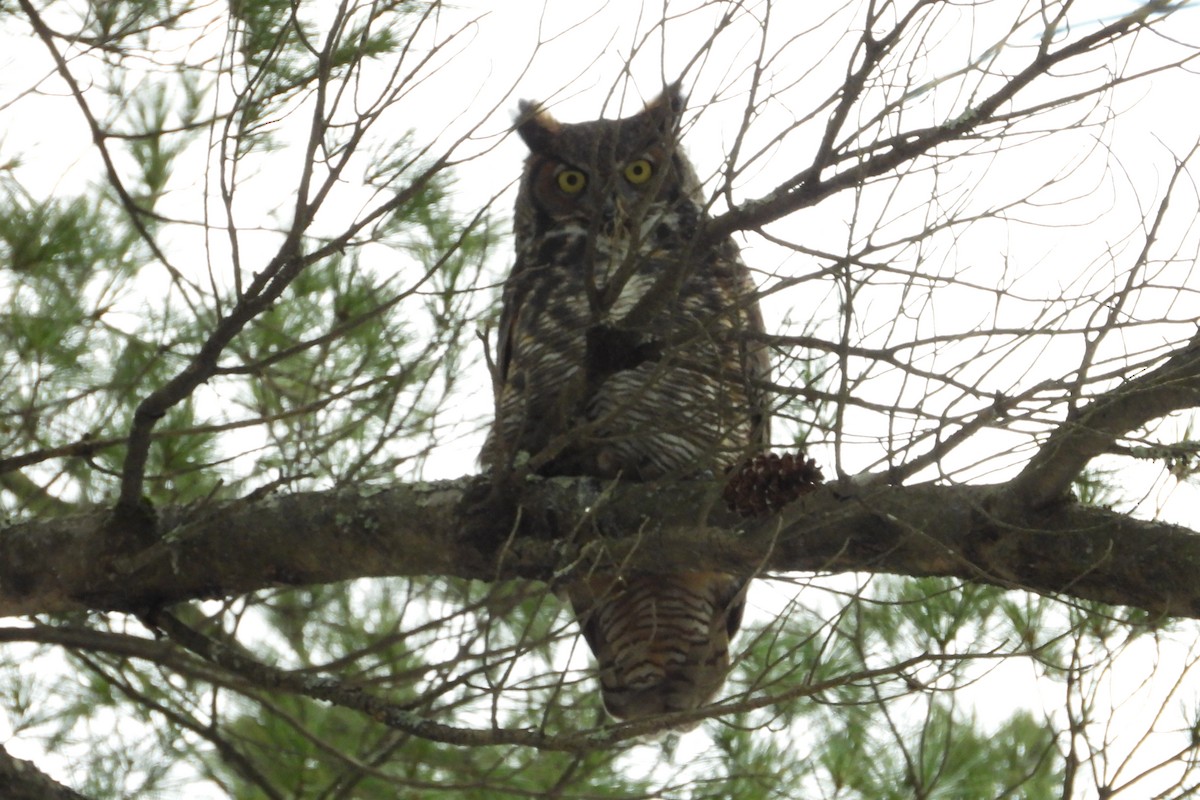 Hontz virginiarra - ML646850140