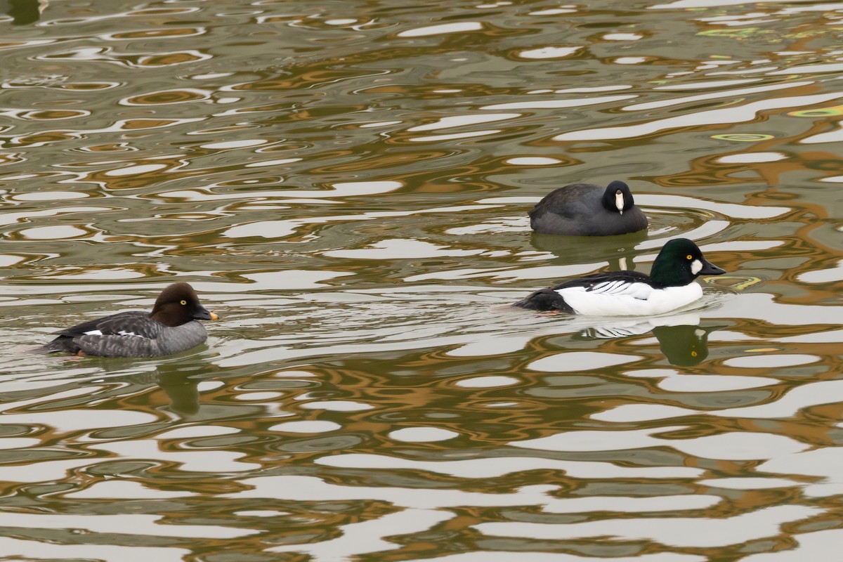 Quattrocchi - ML646850141