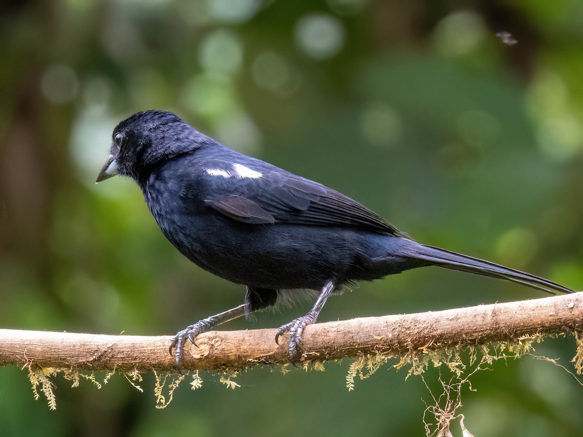 White-shouldered Tanager - ML646850143