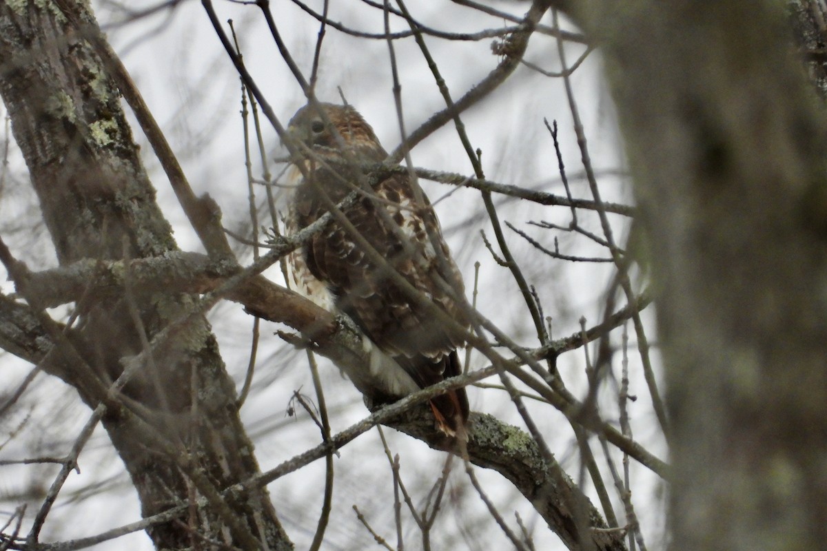 Red-tailed Hawk - ML646850146