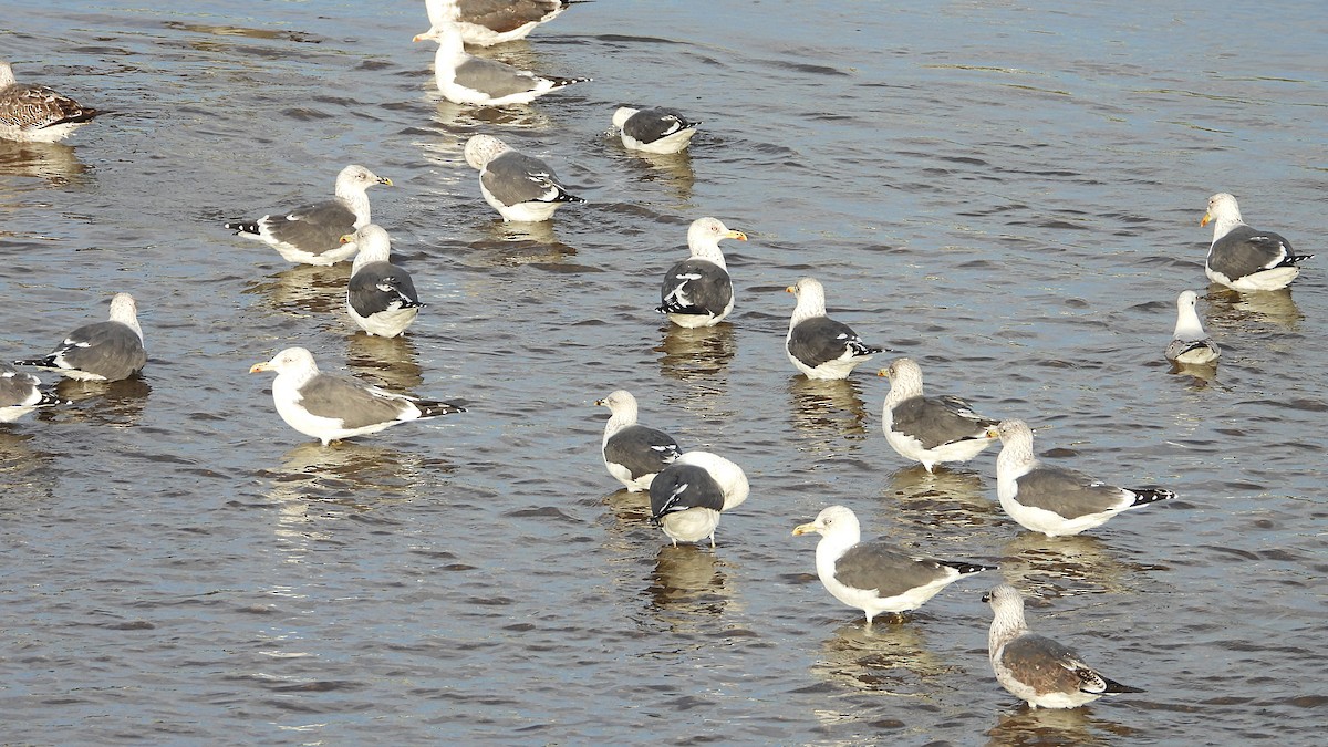 Клуша - ML646850147