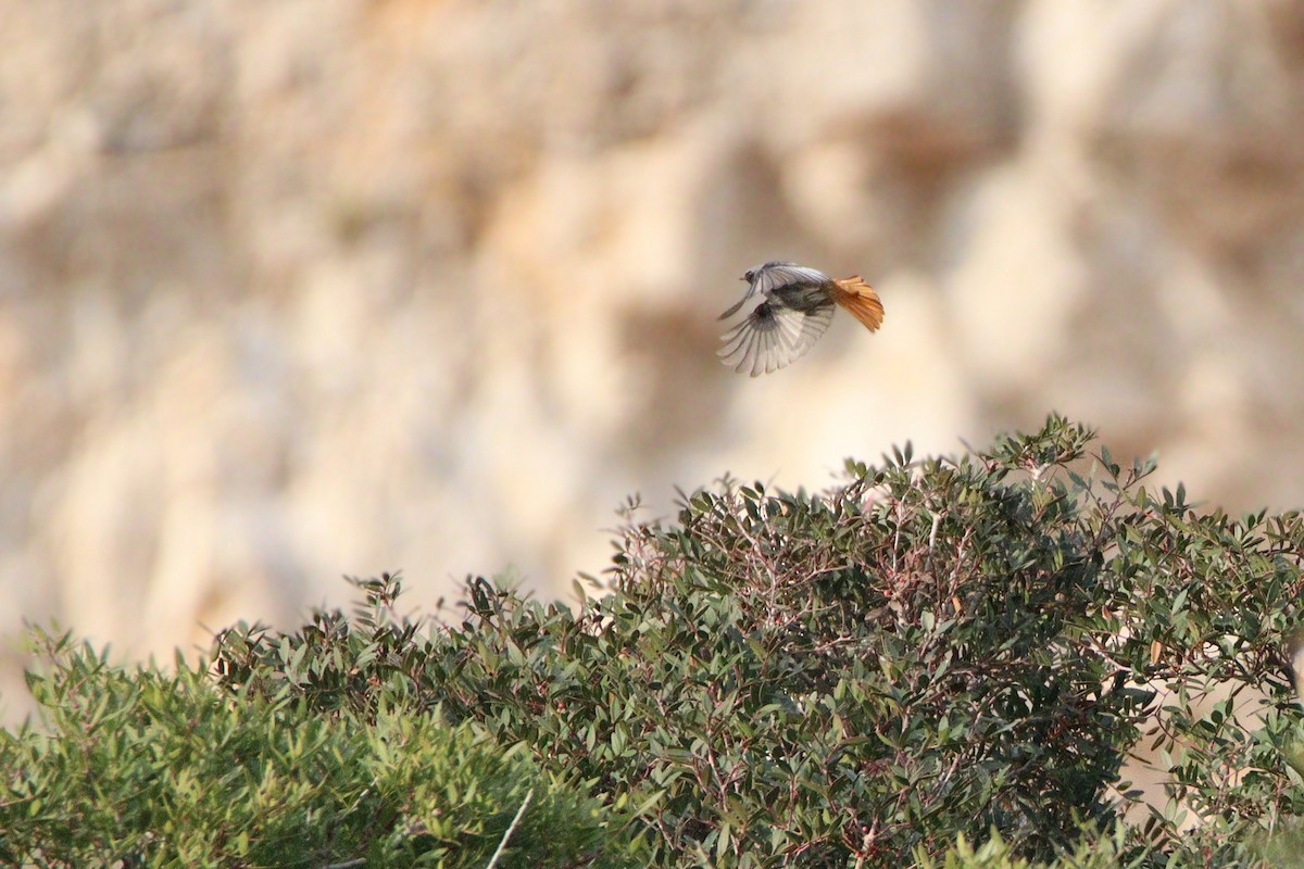 Black Redstart - ML646850157