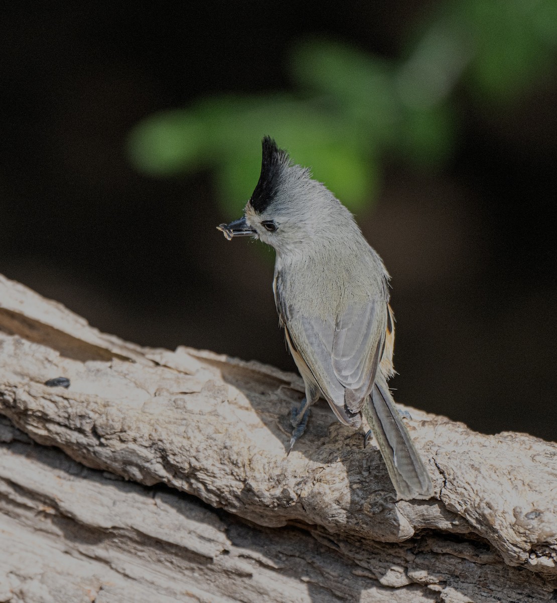 Black-crested Titmouse - ML646850160
