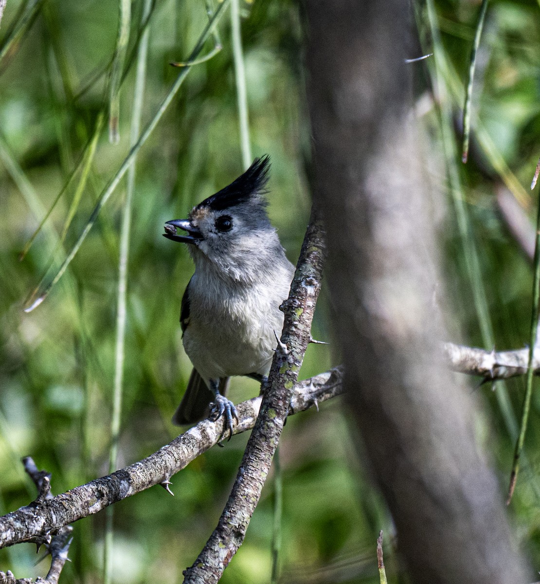 Black-crested Titmouse - ML646850161