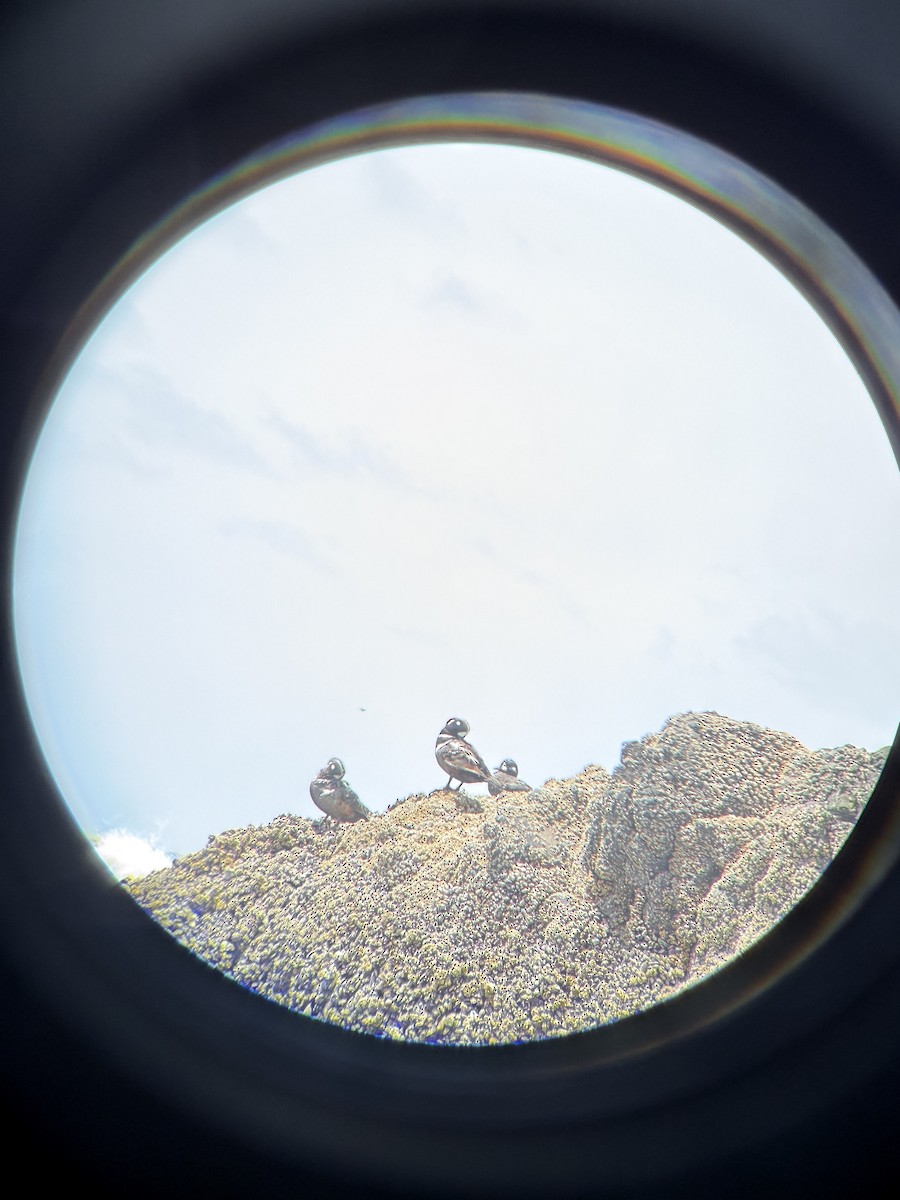 Каменушка - ML646850164