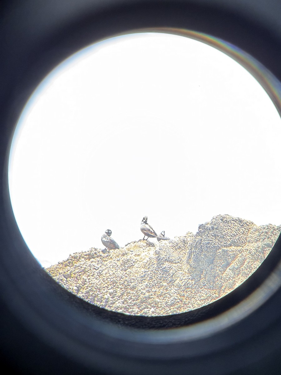 Каменушка - ML646850165