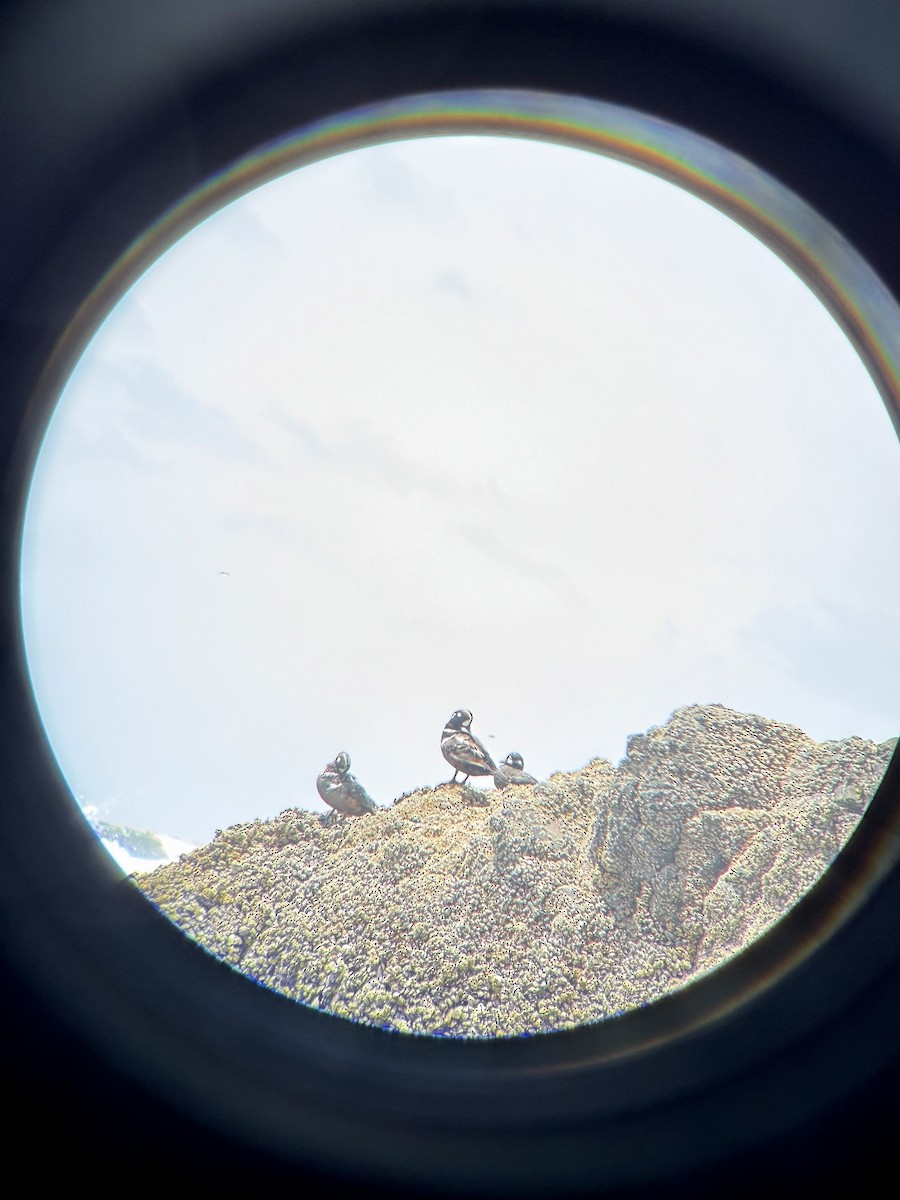 Каменушка - ML646850166