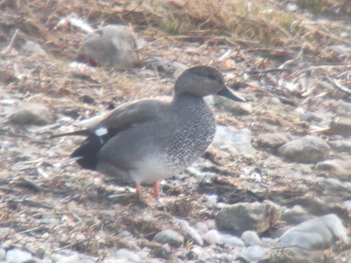 Gadwall - ML646850171