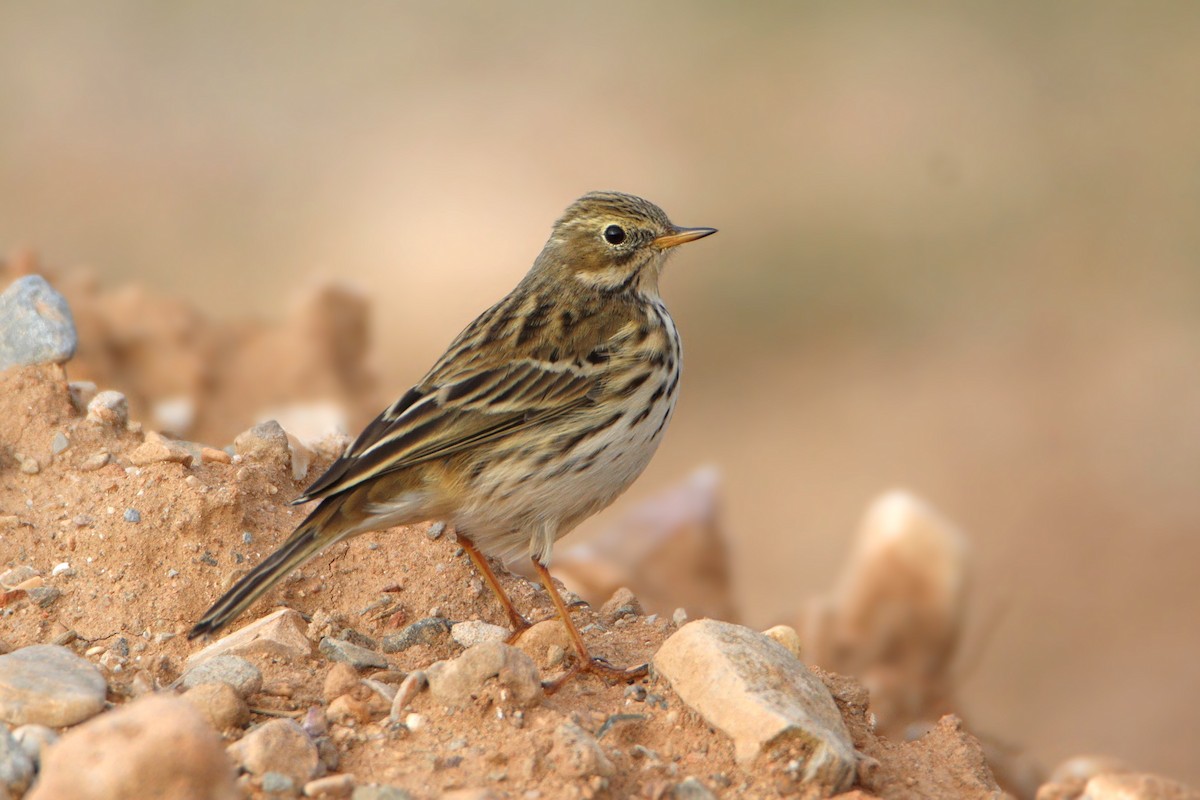 Meadow Pipit - ML646850174